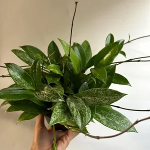 Hoya Publicalyx Live Plant – 6 inch Pot – Pet-Safe Indoor Houseplant - Image 1