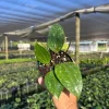 Hoya Rangae Splash Live Wax Vine Plant – Indoor & Outdoor – 4 inch Pot - Image 1