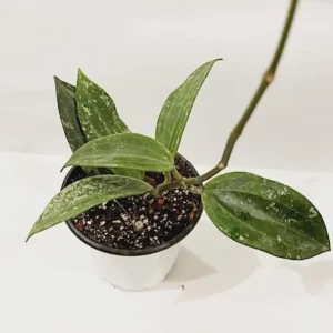 Hoya Rangae Splash Live Wax Vine Plant – Indoor & Outdoor – 4 inch Pot - Image 2
