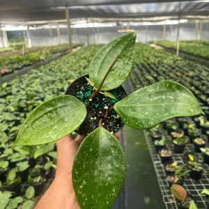 Hoya Rangae Splash Live Wax Vine Plant – Indoor & Outdoor – 4 inch Pot - Image 3