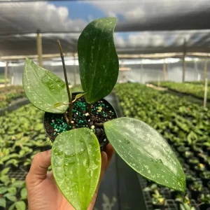 Hoya Rangae Splash Live Wax Vine Plant – Indoor & Outdoor – 4 inch Pot - Image 4