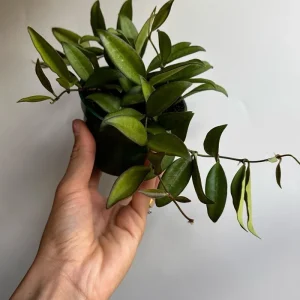 Hoya Rosita Live Plant – Pet-Safe Indoor Plant – 4 inch Pot - Image 2