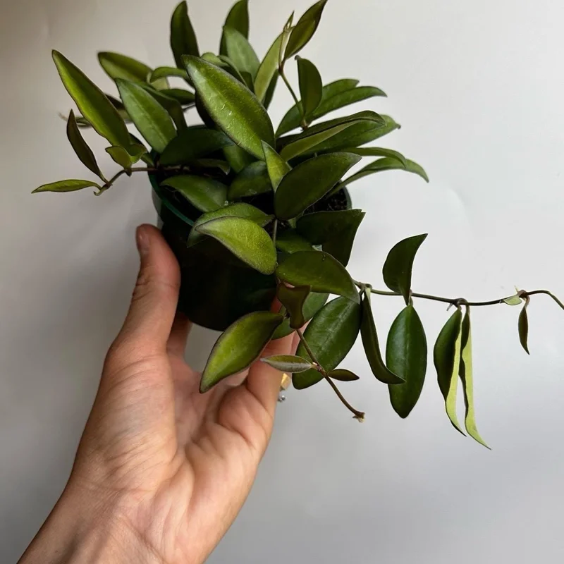 Hoya Rosita Live Plant – Pet-Safe Indoor Plant – 4 inch Pot - Image 2