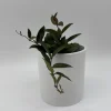 Hoya Rosita Live Plant – Pet-Safe Indoor Plant – 4 inch Pot - Image 1