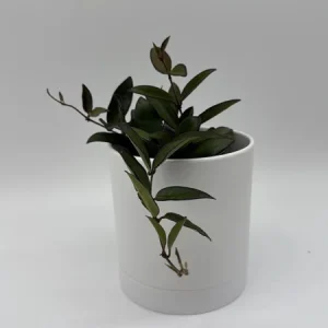 Hoya Rosita Live Plant – Pet-Safe Indoor Plant – 4 inch Pot - Image 1