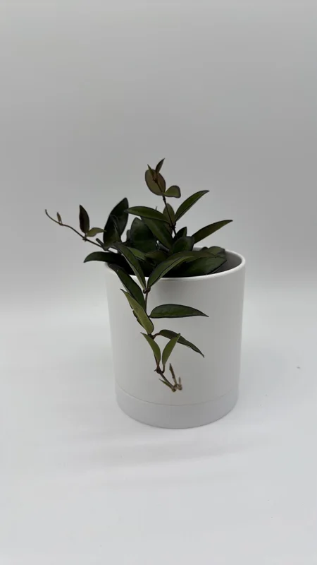 Hoya Rosita Live Plant – Pet-Safe Indoor Plant – 4 inch Pot - Image 1