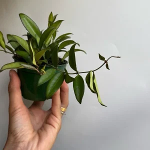 Hoya Rosita Live Plant – Pet-Safe Indoor Plant – 4 inch Pot - Image 3