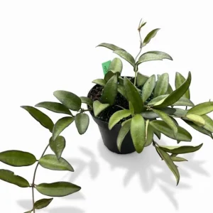 Hoya Rosita Live Plant – Pet-Safe Indoor Plant – 4 inch Pot - Image 4