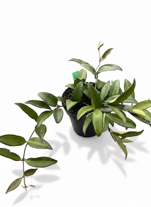 Hoya Rosita Live Plant – Pet-Safe Indoor Plant – 4 inch Pot - Image 4