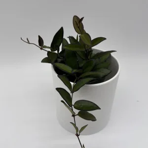 Hoya Rosita Live Plant – Pet-Safe Indoor Plant – 4 inch Pot - Image 5