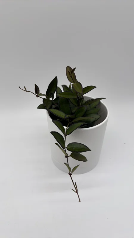 Hoya Rosita Live Plant – Pet-Safe Indoor Plant – 4 inch Pot - Image 5