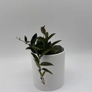 Hoya Rosita Live Plant – Pet-Safe Indoor Plant – 4 inch Pot - Image 6