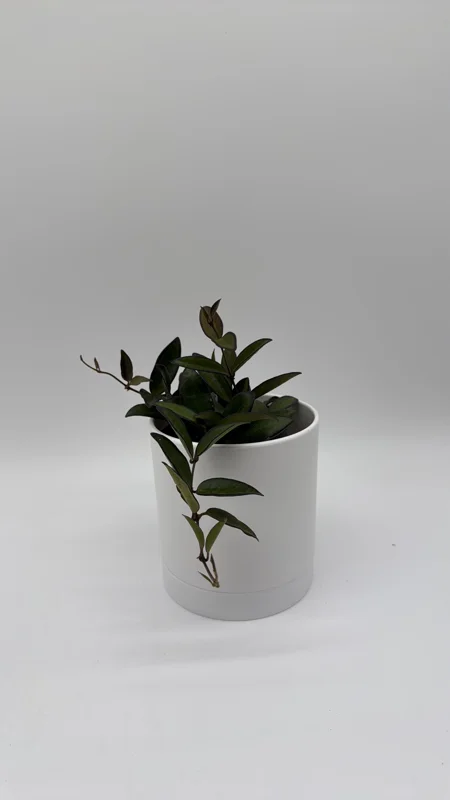 Hoya Rosita Live Plant – Pet-Safe Indoor Plant – 4 inch Pot - Image 6