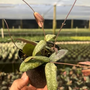 Hoya Sigillatis Live Plant – Tropical Houseplant, Climbing, 4 inch Pot - Image 2