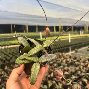 Hoya Sigillatis Live Plant – Tropical Houseplant, Climbing, 4 inch Pot - Image 3