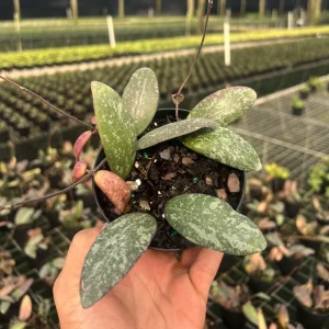 Hoya Sigillatis Live Plant – Tropical Houseplant, Climbing, 4 inch Pot - Image 1