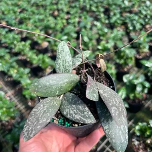 Hoya Sigillatis Live Plant – Tropical Houseplant, Climbing, 4 inch Pot - Image 4