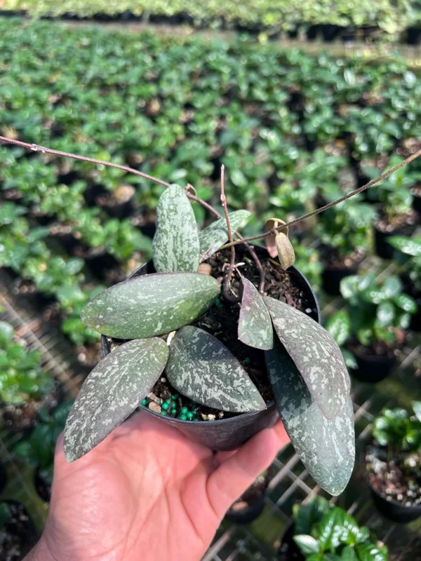 Hoya Sigillatis Live Plant – Tropical Houseplant, Climbing, 4 inch Pot - Image 4