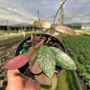 Hoya Sigillatis Live Plant – Tropical Houseplant, Climbing, 4 inch Pot - Image 9