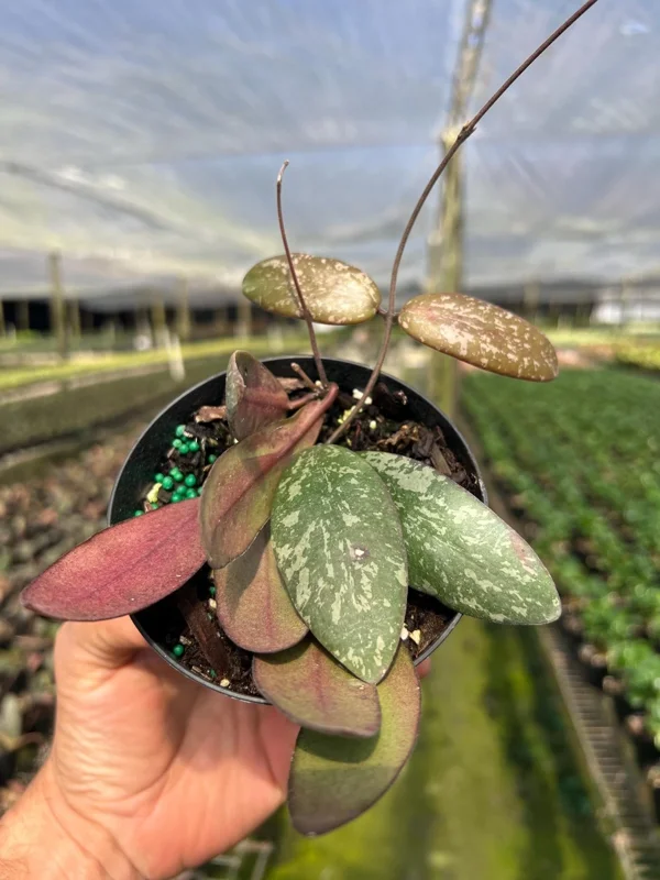 Hoya Sigillatis Live Plant – Tropical Houseplant, Climbing, 4 inch Pot - Image 9