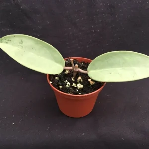 Hoya Silver Dollar MB 1405-AG Hybrid Live Plant – Rooted in 2.5