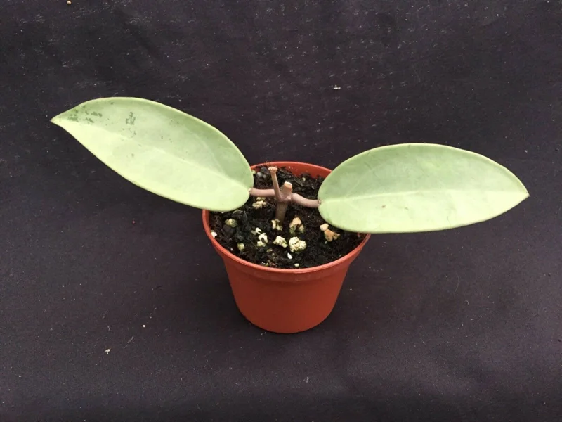 Hoya Silver Dollar MB 1405-AG Hybrid Live Plant – Rooted in 2.5" Pot – Indoor - Image 2