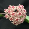 Hoya Silver Dollar MB 1405-AG Hybrid Live Plant – Rooted in 2.5" Pot – Indoor - Image 1