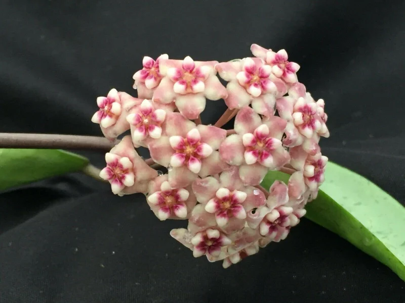 Hoya Silver Dollar MB 1405-AG Hybrid Live Plant – Rooted in 2.5" Pot – Indoor - Image 1