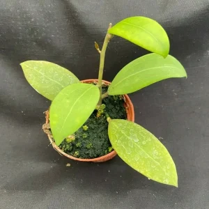 Hoya sp. Laos Live Plant Rare Species Rooted in 2.5 inch Pot Indoor - Image 2