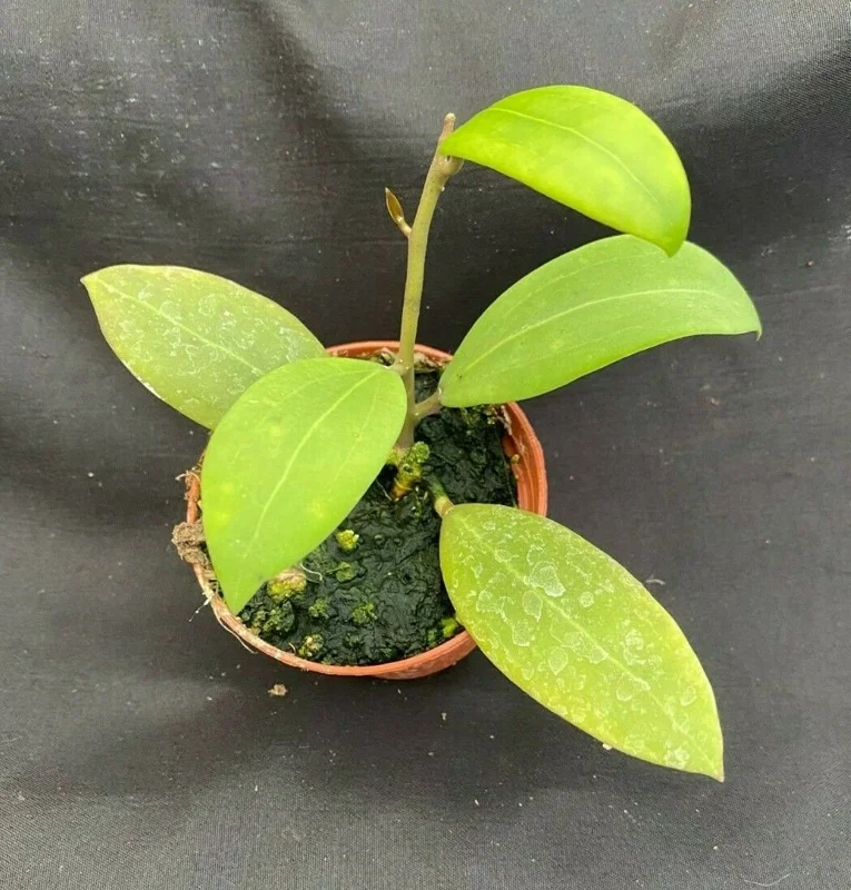 Hoya sp. Laos Live Plant Rare Species Rooted in 2.5 inch Pot Indoor - Image 2