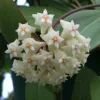 Hoya sp. Laos Live Plant Rare Species Rooted in 2.5 inch Pot Indoor - Image 1