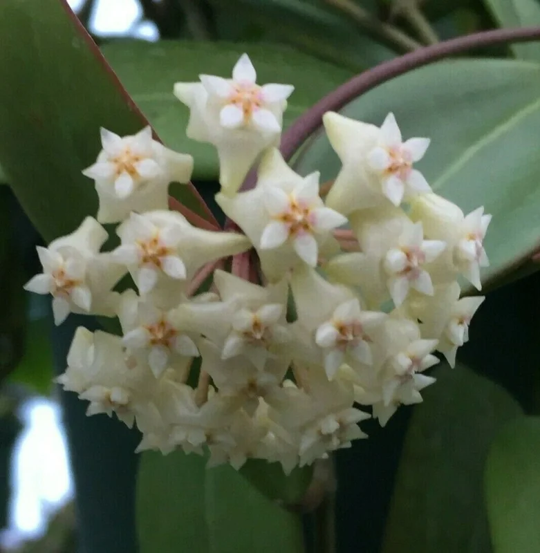 Hoya sp. Laos Live Plant Rare Species Rooted in 2.5 inch Pot Indoor - Image 1
