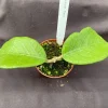 Hoya sp. Timor Live Plant - Rare Rooted Hoya - Indoor Potted Plant - 2.5" Pot - Image 1