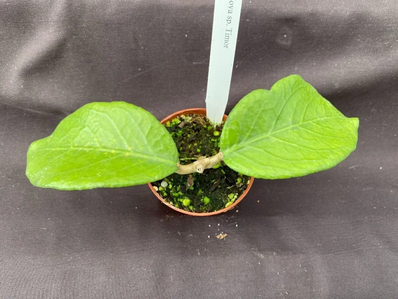 Hoya sp. Timor Live Plant - Rare Rooted Hoya - Indoor Potted Plant - 2.5" Pot - Image 1