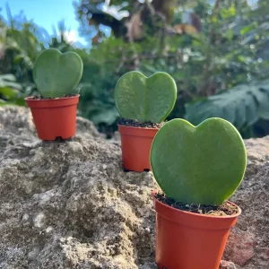 Hoya Sweetheart Kerrii Live Plant – Heart Shaped Succulent – 2 Inch Pot – Indoor - Image 1
