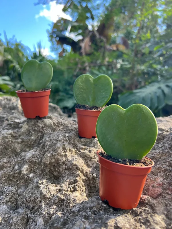 Hoya Sweetheart Kerrii Live Plant – Heart Shaped Succulent – 2 Inch Pot – Indoor - Image 1