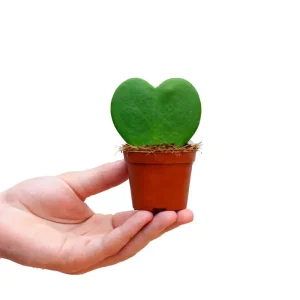 Hoya Sweetheart Kerrii Live Plant – Heart Shaped Succulent – 2 Inch Pot – Indoor - Image 2