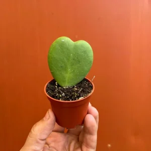 Hoya Sweetheart Kerrii Live Plant – Heart Shaped Succulent – 2 Inch Pot – Indoor - Image 3