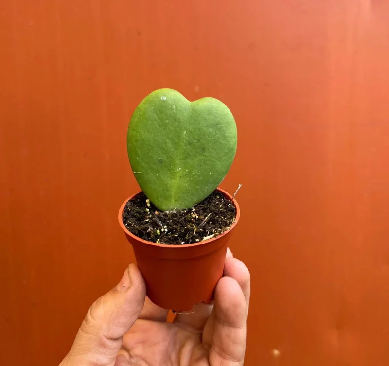 Hoya Sweetheart Kerrii Live Plant – Heart Shaped Succulent – 2 Inch Pot – Indoor - Image 3