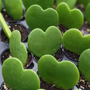 Hoya Sweetheart Kerrii Live Plant – Heart Shaped Succulent – 2 Inch Pot – Indoor - Image 4