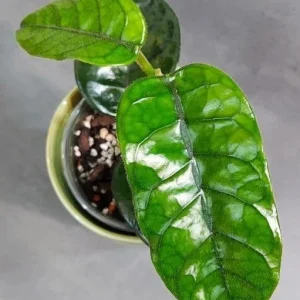 Hoya Villosa Wax Plant Live Tropical Houseplant in 4" Pot - Image 2