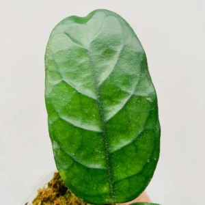 Hoya Villosa Wax Plant Live Tropical Houseplant in 4