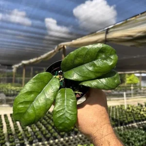 Hoya Villosa Wax Plant Live Tropical Houseplant in 4" Pot - Image 1