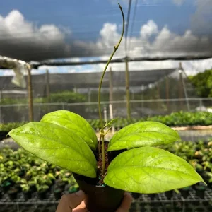 Hoya Vitellinoides Live Plant – Tropical Wax Plant – 4 inch Pot – Indoor & Outdoor - Image 2
