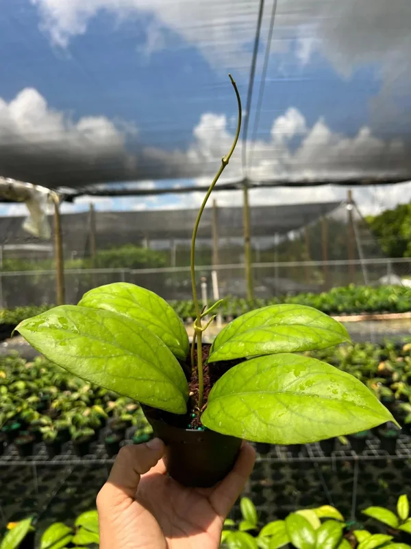 Hoya Vitellinoides Live Plant – Tropical Wax Plant – 4 inch Pot – Indoor & Outdoor - Image 2
