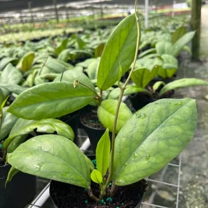 Hoya Vitellinoides Live Plant – Tropical Wax Plant – 4 inch Pot – Indoor & Outdoor - Image 4