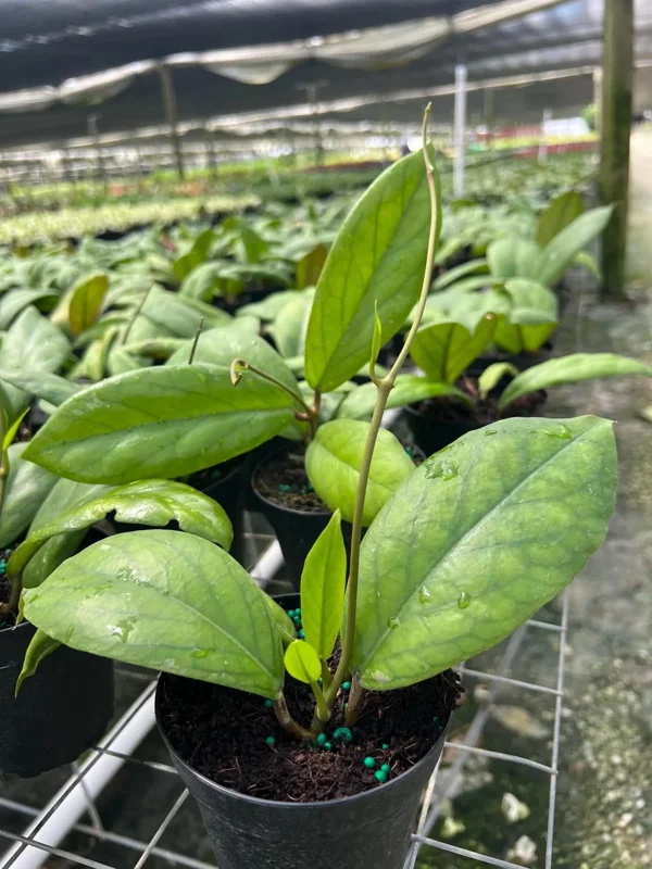 Hoya Vitellinoides Live Plant – Tropical Wax Plant – 4 inch Pot – Indoor & Outdoor - Image 4