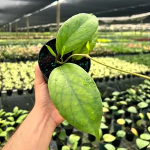 Hoya Vitellinoides Live Plant – Tropical Wax Plant – 4 inch Pot – Indoor & Outdoor - Image 1