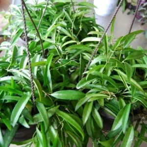 Hoya Wayetii Live Plant - Rooted Starter Cutting - Flowering Tropical Houseplant - Image 2