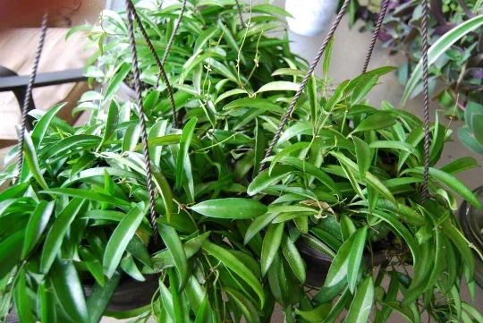 Hoya Wayetii Live Plant - Rooted Starter Cutting - Flowering Tropical Houseplant - Image 2